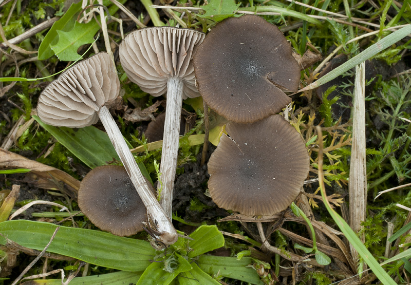 Entoloma sericeum